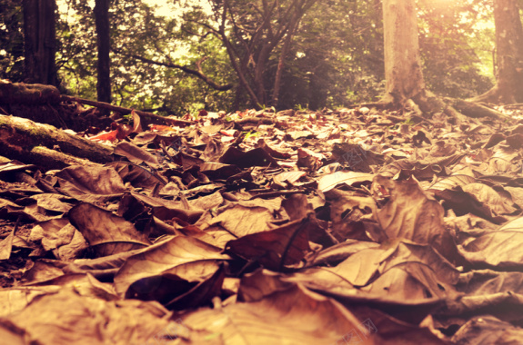 大葡萄叶摄影落叶树叶森林摄影图片