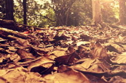落叶树摄影落叶树叶森林高清图片