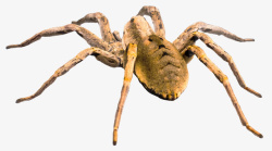 爬行类蜘蛛png图像高清图片