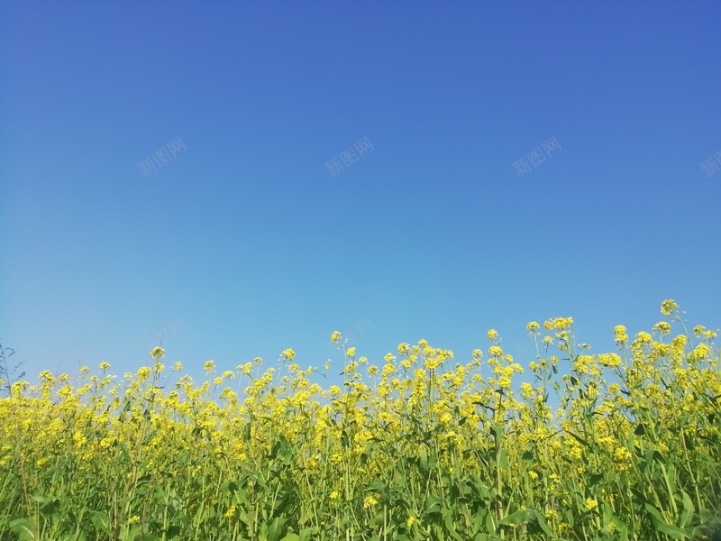 蓝天下的油菜花jpg设计背景_新图网 https://ixintu.com 油菜花 春天 小清新 摄影