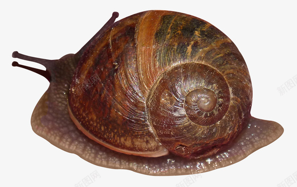 软体动物蜗牛png免抠素材_新图网 https://ixintu.com 动物 蜗牛 蜗牛的房子 贝壳 软体动物