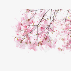 清新桃花粉色樱花花桃花花瓣手绘高清图片