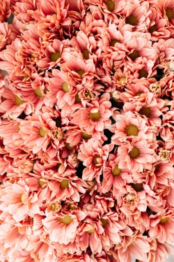 花店宣传鲜花盛开的鲜花高清图片