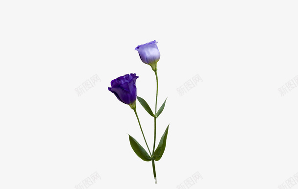 紫色的康乃馨png免抠素材_新图网 https://ixintu.com 植物 花 母亲节 康乃馨