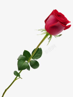 红玫瑰花爱情花朵红玫瑰高清图片