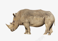 动物非洲非洲动物犀牛高清图片