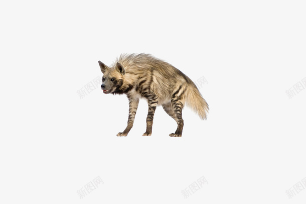 凶猛的鬣狗图像png免抠素材_新图网 https://ixintu.com 动物 凶猛 png 鬣狗