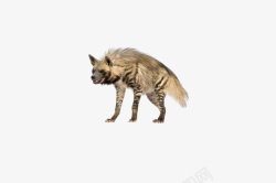 鬣狗凶猛的鬣狗图像高清图片