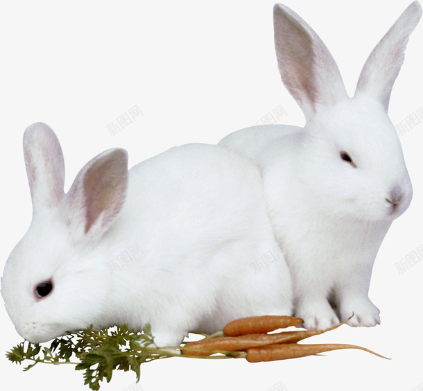 两只白色的小兔子png免抠素材_新图网 https://ixintu.com 动物 两只 白色 兔子