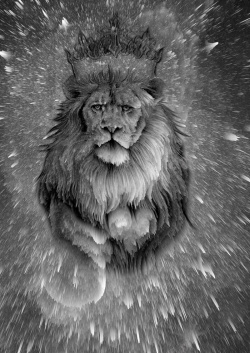 黑白狮子3D星空狮子高清图片