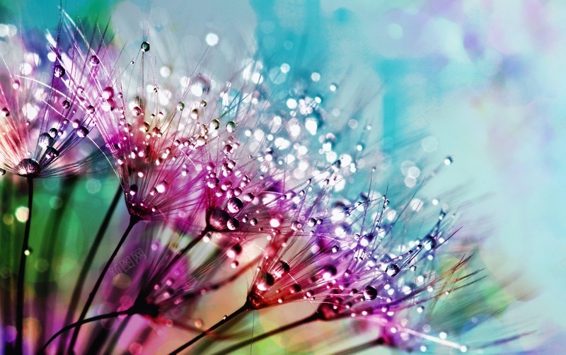 紫色的丝绸花朵与露珠特写摄影jpg设计背景_新图网 https://ixintu.com 绚丽 植物 露珠 水滴 特写