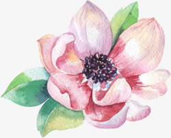 粉色玉兰花手绘中国风精美粉色玉兰花高清图片