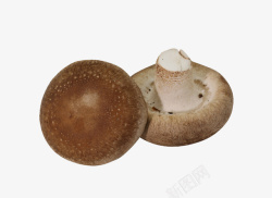切开的香菇香菇新鲜香菇产品实物切开的香菇高清图片