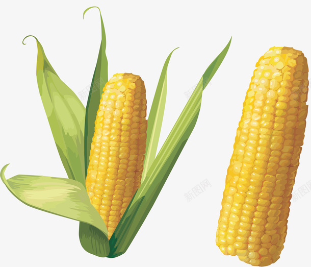 黄色玉米装饰cdr免抠素材_新图网 https://ixintu.com 黄色 食物 装饰 玉米