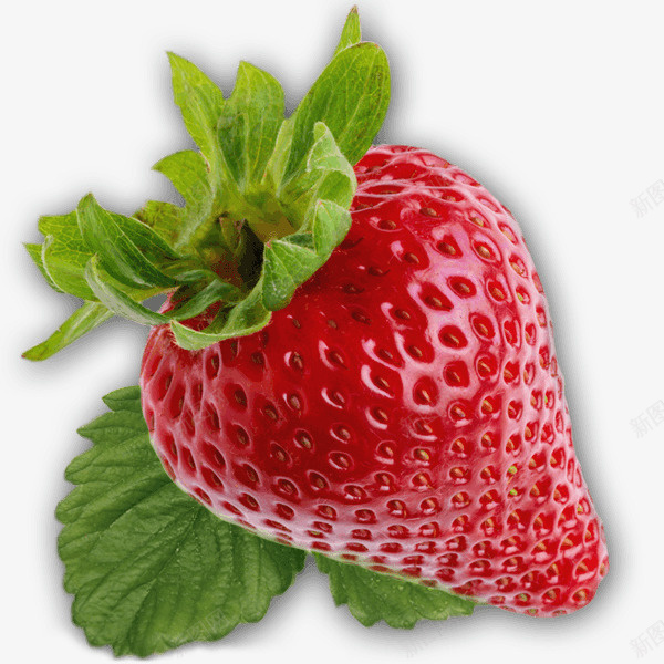 新鲜草莓免扣素材png免抠素材_新图网 https://ixintu.com 水果 扣好的水果 蔬菜 瓜果 农业 绿色 健康