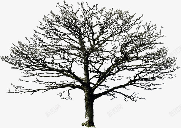 高清树及树枝png免抠素材_新图网 https://ixintu.com 回忆 大树 成长 成长过程 生命