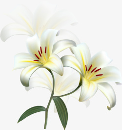 植物花清新白色素材