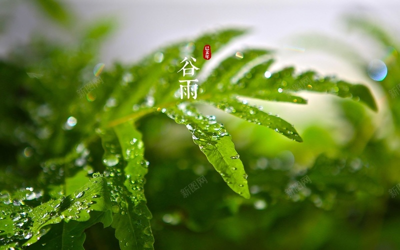 谷雨节气清新背景jpg设计背景_新图网 https://ixintu.com 谷雨 节气 清新 背景