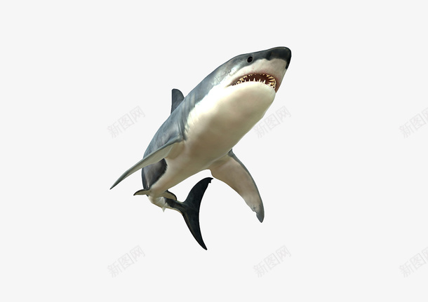 海里的大鲨鱼png免抠素材_新图网 https://ixintu.com 动物 海 跳跃的鲨鱼 鱼类 鲨鱼