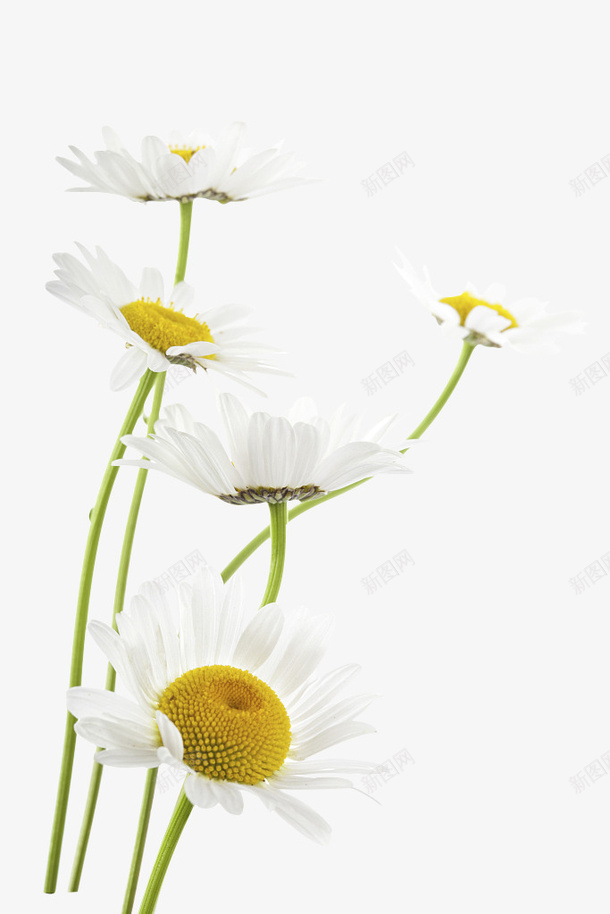 菊花植物花卉png免抠素材_新图网 https://ixintu.com 植物 花卉 菊花 菊花图案 装饰