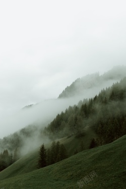 森林背景高清大图背景