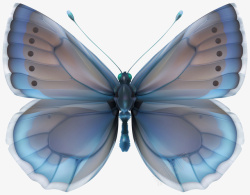 一只蓝色的蝴蝶美轮美奂创意PNG素材素材