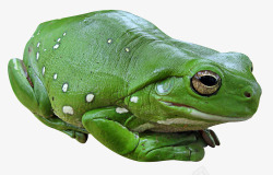 绿蛙P人物动物形象素材