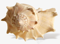 贝壳动物人物素材