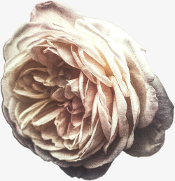Cream Rose花 植物素材