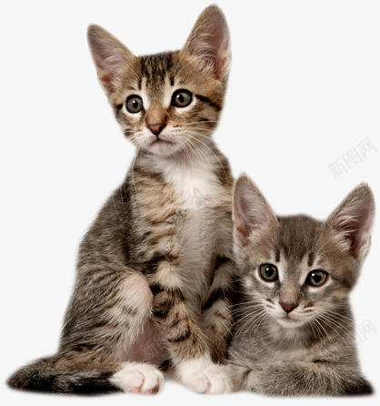 Kitten16个可爱宠物png免抠素材_新图网 https://ixintu.com 可爱 宠物