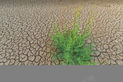 夏天干燥地球干燥生态自然背景高清图片