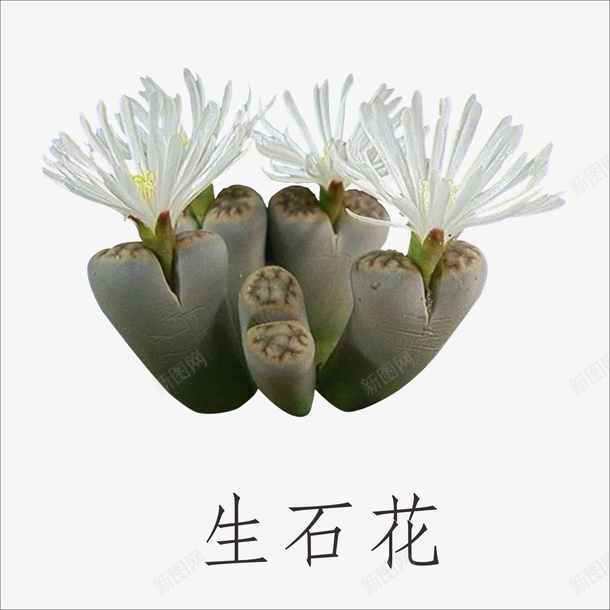 生石花png免抠素材_新图网 https://ixintu.com 小植物 鲜花