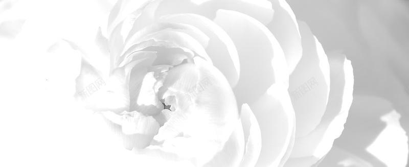 白色花朵背景装饰jpg设计背景_新图网 https://ixintu.com 背景装饰 光影 渐变 白色 花朵 海报banner