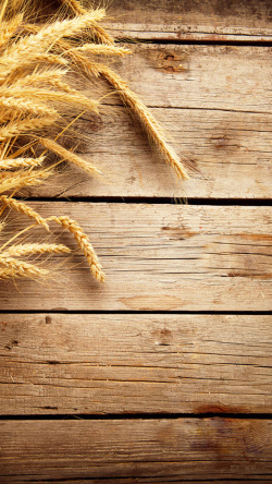 麦穗与木板图片麦穗麦子小麦H5背景高清图片