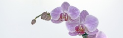 热带性质紫兰花高清图片