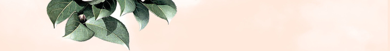 中国风美丽的山茶花与喜鹊背景素材psd设计背景_新图网 https://ixintu.com 中国风背景 水墨背景 美丽背景 中国风 水墨画 山茶花 花卉 花朵 茶花 灯笼 红灯笼 喜鹊