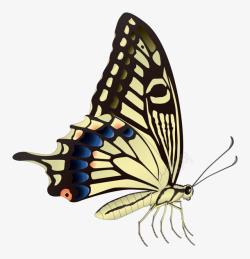 彩色的昆虫彩色蝴蝶昆虫PNG图片高清图片