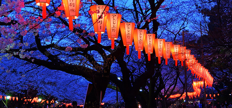 夜晚灯笼背景图jpg设计背景_新图网 https://ixintu.com 灯笼 樱花 夜晚 树林 海报banner 摄影 风景
