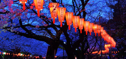 夜晚樱花夜晚灯笼背景图高清图片