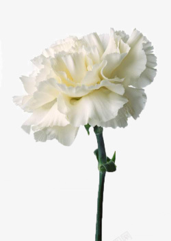 白色兰花微距特写一朵白色的康乃馨高清图片
