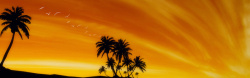 橙色晚霞唯美椰子树背景高清图片