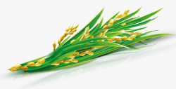 水稻稻谷稻穗素材