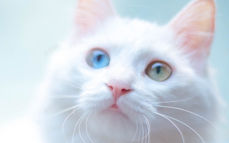 呆萌可爱异瞳小猫咪jpg设计背景_新图网 https://ixintu.com 动物 猫 异瞳 眼睛 白色