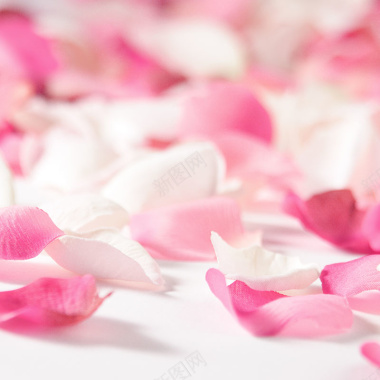 高清粉玫瑰花瓣背景背景