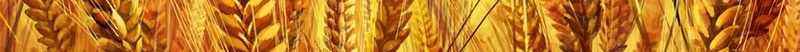 金色小麦五一节劳动宣传海报背景psd设计背景_新图网 https://ixintu.com 海报宣传 劳动节 小麦 开心 金色 五一