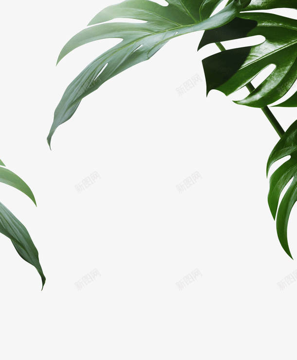 绿色装饰植物png免抠素材_新图网 https://ixintu.com 绿植 植物 装饰品 叶子