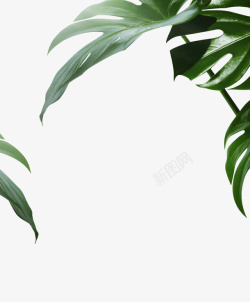 金属叶子饰品绿色装饰植物高清图片