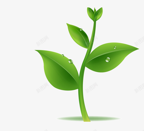 绿色叶子上的水滴png免抠素材_新图网 https://ixintu.com 水滴 绿叶 免抠图 效果图 装饰图 植物 卡通植物