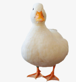 可爱大黄鸭可爱的柯尔鸭鸭子高清图片