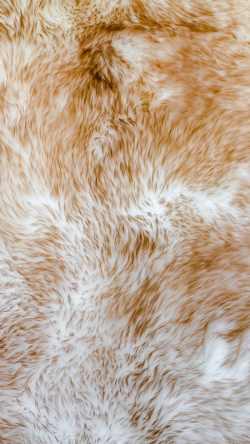 金色面料动物毛皮H5素材背景高清图片